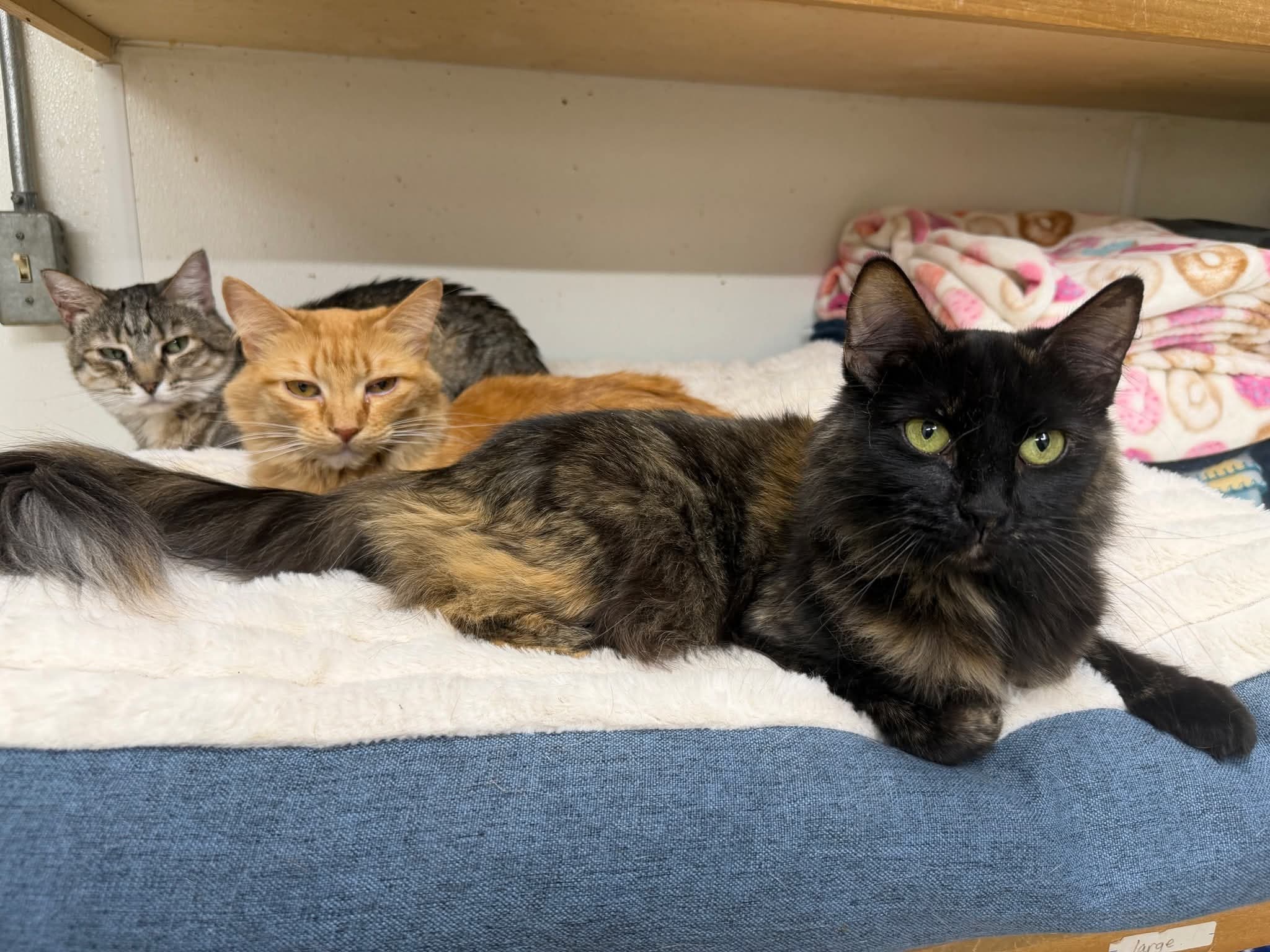Three cats resting together on a blanket